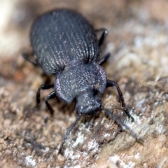 Adelium porcatum at Ainslie, ACT - 22 Aug 2018 06:17 PM