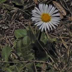 Brachyscome decipiens (Field Daisy) at Bimberi Nature Reserve - 1 Nov 2018 by JohnBundock