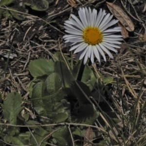 Brachyscome decipiens at Bimberi, ACT - 1 Nov 2018