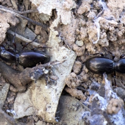 Promecoderus sp. (genus) (Predaceous ground beetle) at Mount Ainslie - 21 Aug 2018 by jb2602