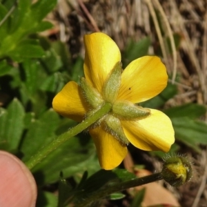 Ranunculus graniticola at Cotter River, ACT - 1 Nov 2018