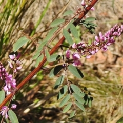 Indigofera australis subsp. australis (Australian Indigo) at Cotter River, ACT - 31 Oct 2018 by JohnBundock