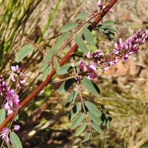 Indigofera australis subsp. australis at Cotter River, ACT - 1 Nov 2018