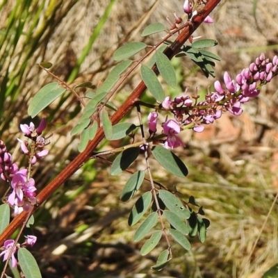 Indigofera australis subsp. australis (Australian Indigo) at Cotter River, ACT - 1 Nov 2018 by JohnBundock