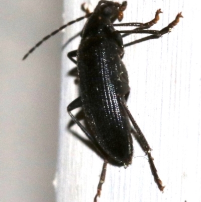Homotrysis lugubris (Darkling beetle) at Ainslie, ACT - 22 Oct 2018 by jbromilow50