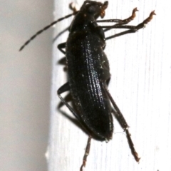 Homotrysis lugubris (Darkling beetle) at Ainslie, ACT - 22 Oct 2018 by jbromilow50