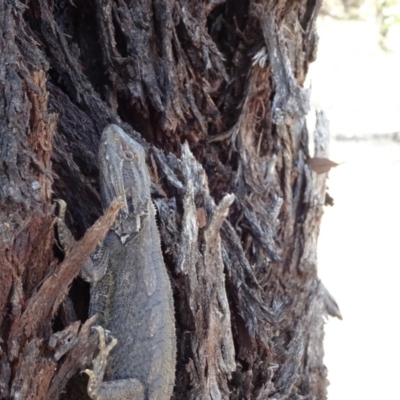 Pogona barbata (Eastern Bearded Dragon) at Hall, ACT - 3 Nov 2018 by JanetRussell