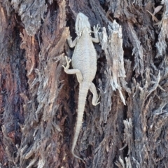 Pogona barbata at Hall, ACT - suppressed