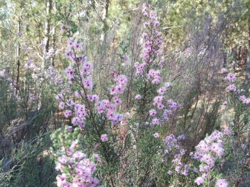 Kunzea parvifolia at Jerrabomberra, ACT - 3 Nov 2018