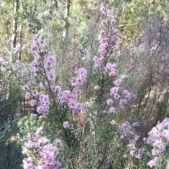 Kunzea parvifolia (Violet Kunzea) at Jerrabomberra, ACT - 3 Nov 2018 by Mike