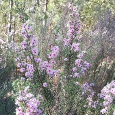 Kunzea parvifolia (Violet Kunzea) at Jerrabomberra, ACT - 3 Nov 2018 by Mike