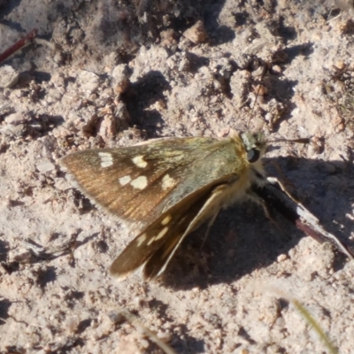 Trapezites luteus (Yellow Ochre, Rare White-spot Skipper) at Tuggeranong Hill - 2 Nov 2018 by Owen