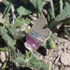 Zizina otis (Common Grass-Blue) at Theodore, ACT - 3 Nov 2018 by owenh