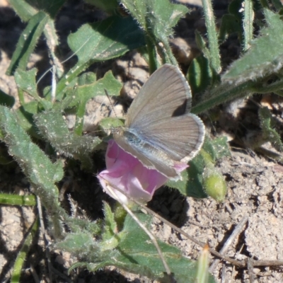 Zizina otis (Common Grass-Blue) at Theodore, ACT - 2 Nov 2018 by Owen