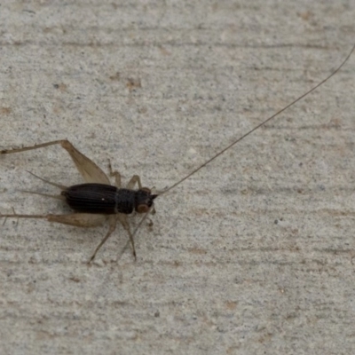 Trigonidium australiana (Leaf running cricket) at Fraser, ACT - 1 Nov 2018 by JudithRoach