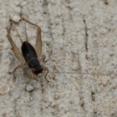 Trigonidium australiana at Fraser, ACT - 2 Nov 2018