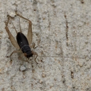 Trigonidium australiana at Fraser, ACT - 2 Nov 2018