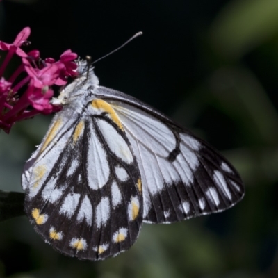 Belenois java (Caper White) at Spence, ACT - 3 Nov 2018 by JudithRoach