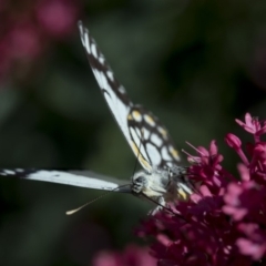 Belenois java at Spence, ACT - 3 Nov 2018