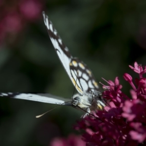 Belenois java at Spence, ACT - 3 Nov 2018 11:53 AM