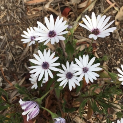 Dimorphotheca ecklonis (African Daisy) at Mount Majura - 2 Nov 2018 by RWPurdie