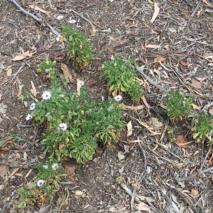 Dimorphotheca ecklonis at Hackett, ACT - 3 Nov 2018