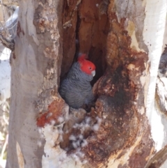 Callocephalon fimbriatum (Gang-gang Cockatoo) at Deakin, ACT - 3 Nov 2018 by JackyF