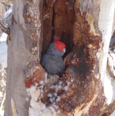 Callocephalon fimbriatum (Gang-gang Cockatoo) at GG146 - 3 Nov 2018 by JackyF