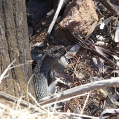 Egernia cunninghami (Cunningham's Skink) at Mount Ainslie - 3 Nov 2018 by WalterEgo