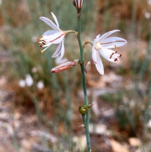 Asphodelus fistulosus at Hackett, ACT - 3 Nov 2018