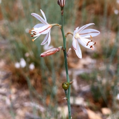 Asphodelus fistulosus (Onion Weed) at Hackett, ACT - 2 Nov 2018 by RWPurdie