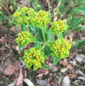 Euphorbia oblongata at Hackett, ACT - 3 Nov 2018 12:00 AM