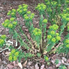 Euphorbia oblongata at Hackett, ACT - 3 Nov 2018