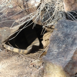 Varanus rosenbergi at Ainslie, ACT - 3 Nov 2018