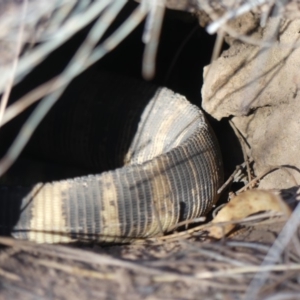 Varanus rosenbergi at Ainslie, ACT - 3 Nov 2018