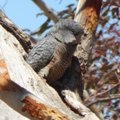 Callocephalon fimbriatum (Gang-gang Cockatoo) at Red Hill to Yarralumla Creek - 3 Nov 2018 by JackyF