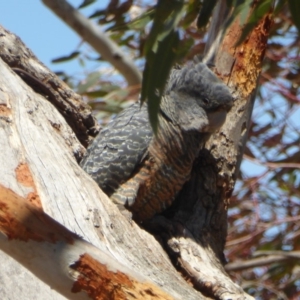 Callocephalon fimbriatum at Hughes, ACT - suppressed