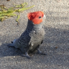 Callocephalon fimbriatum (Gang-gang Cockatoo) at Mount Ainslie - 3 Nov 2018 by WalterEgo