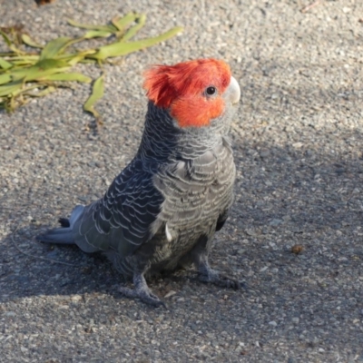 Callocephalon fimbriatum (Gang-gang Cockatoo) at Mount Ainslie - 3 Nov 2018 by WalterEgo