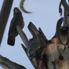 Callocephalon fimbriatum (Gang-gang Cockatoo) at Red Hill Nature Reserve - 3 Nov 2018 by JackyF