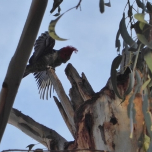 Callocephalon fimbriatum at Hughes, ACT - 3 Nov 2018