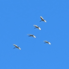 Threskiornis molucca (Australian White Ibis) at Parkes, ACT - 3 Nov 2018 by RodDeb