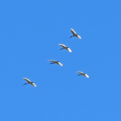 Threskiornis molucca (Australian White Ibis) at Parkes, ACT - 3 Nov 2018 by RodDeb
