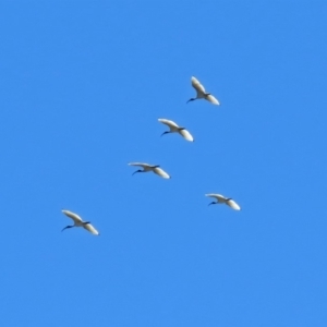 Threskiornis molucca at Parkes, ACT - 3 Nov 2018