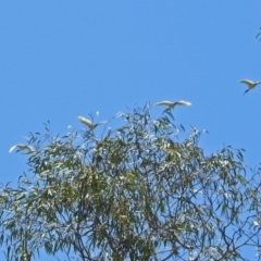 Threskiornis molucca at Parkes, ACT - 3 Nov 2018