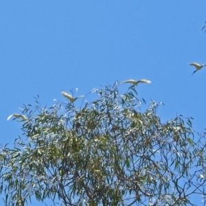 Threskiornis molucca at Parkes, ACT - 3 Nov 2018