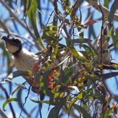 Philemon corniculatus (Noisy Friarbird) at Parkes, ACT - 3 Nov 2018 by RodDeb