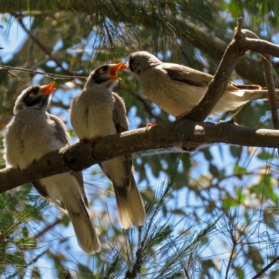 Manorina melanocephala (Noisy Miner) at Parkes, ACT - 3 Nov 2018 by RodDeb