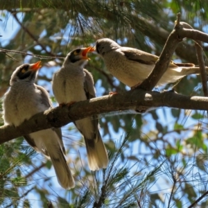 Manorina melanocephala at Parkes, ACT - 3 Nov 2018