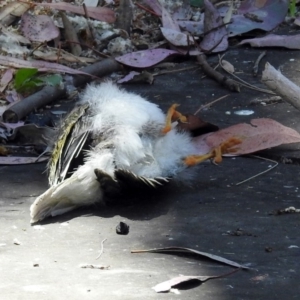 Manorina melanocephala at Parkes, ACT - 3 Nov 2018